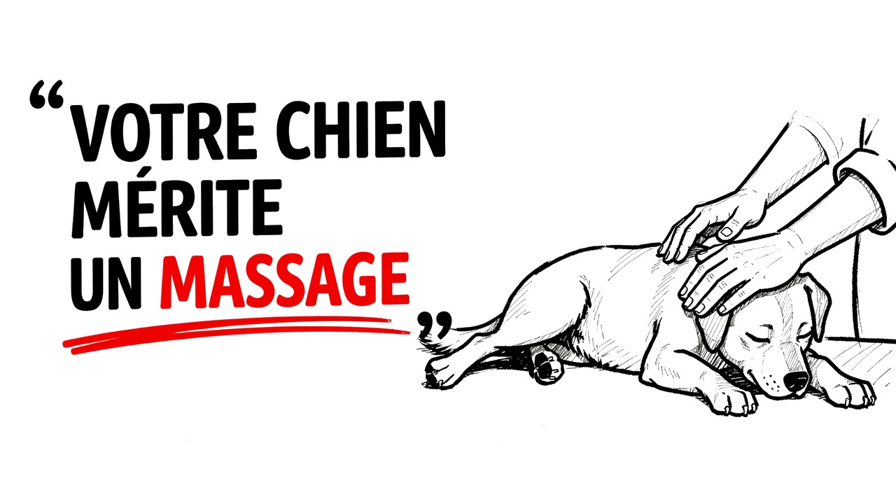 Whiteboard explainer: Le massage canin : bien plus qu'une simple caresse 🐶